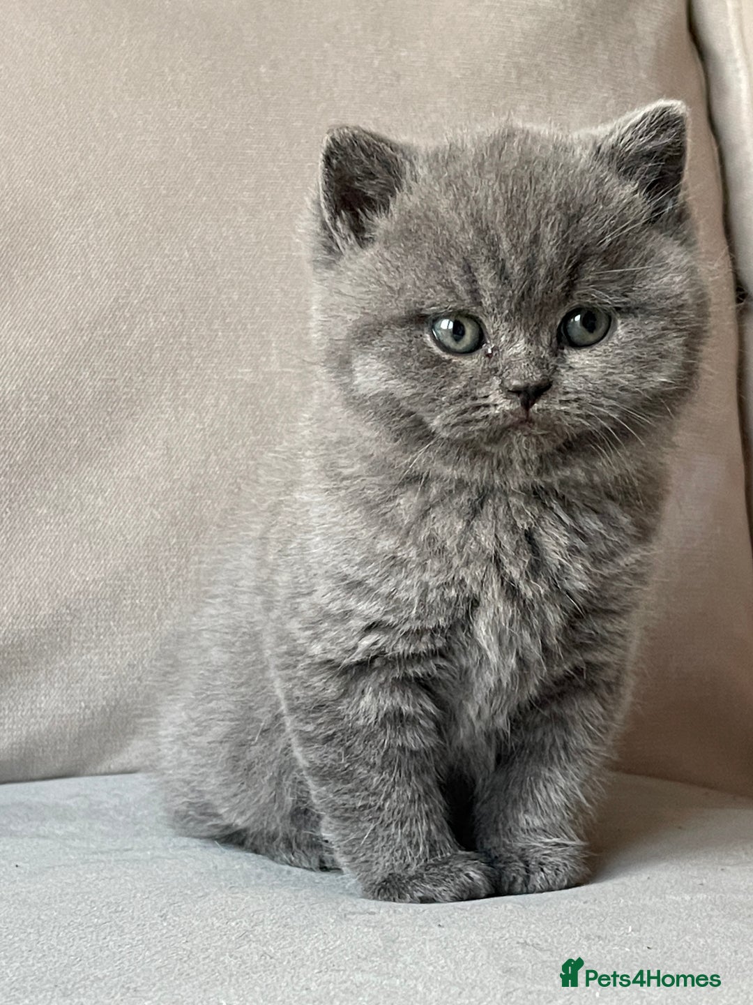 British Shorthair cats for sale:  British Blue kittens - Image 2