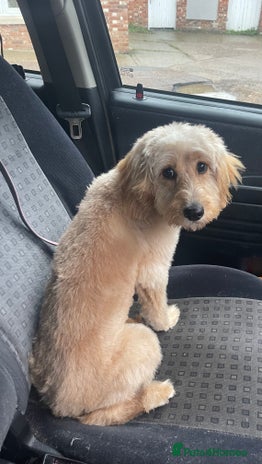 Cockapoo dogs Devastating sale of cockapoo pup - Advert 1