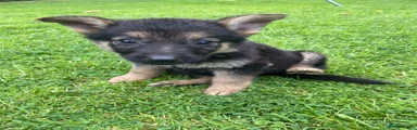 German Shepherd 3