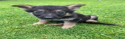 German Shepherd dogs for sale: Big chunky farm bred German shepherds ready now. - Advert 16
