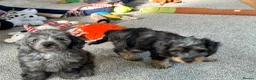 Doxiepoo dogs for sale: Stunning dachshund/poodle pups - Advert 13
