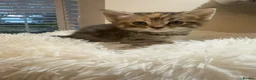 Mixed Breed cats for sale: Beautiful kittens looking for forever homes - Advert 29