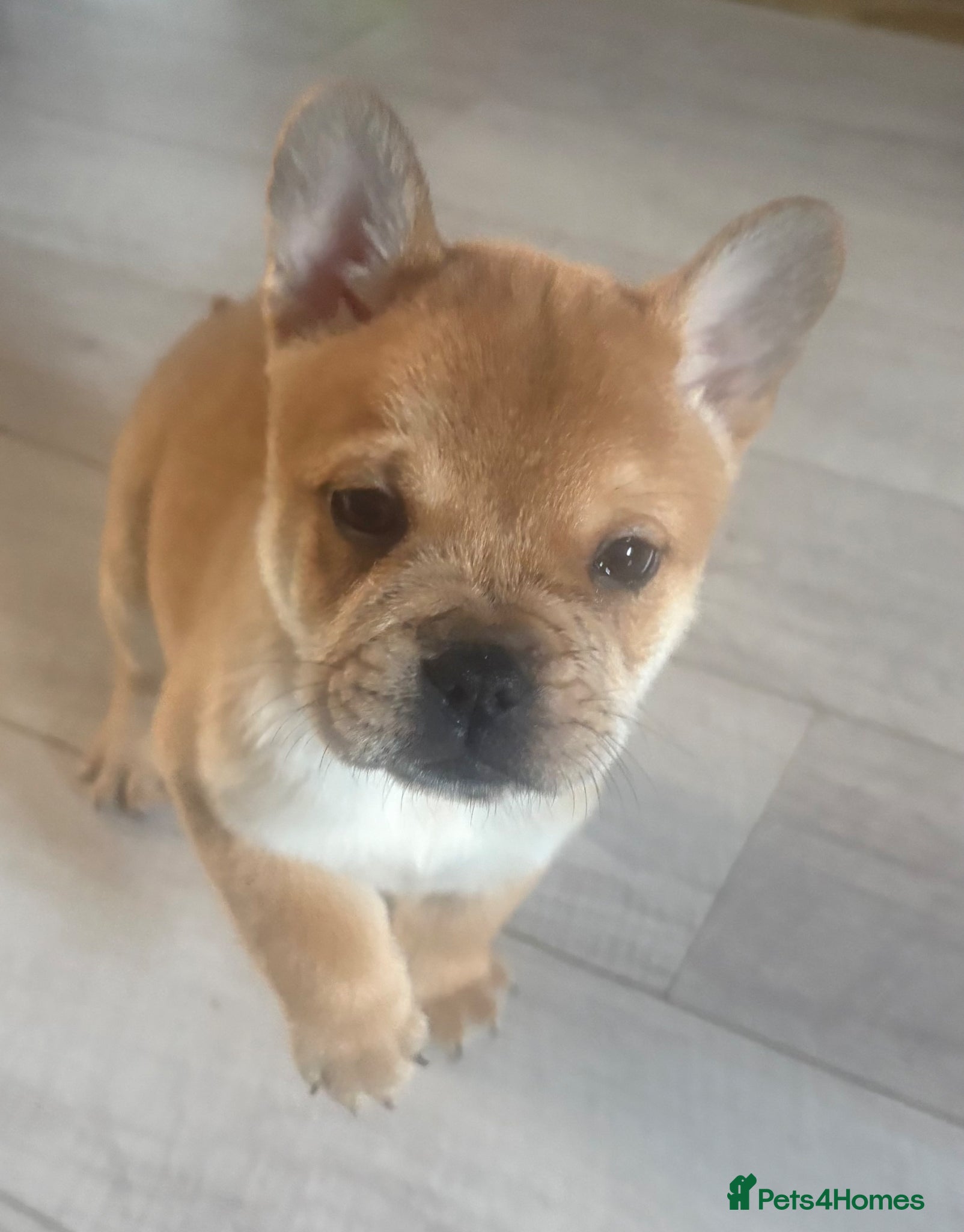 Mixed Breed dogs ** BEAR COAT FRENCHIES ** - Advert 13