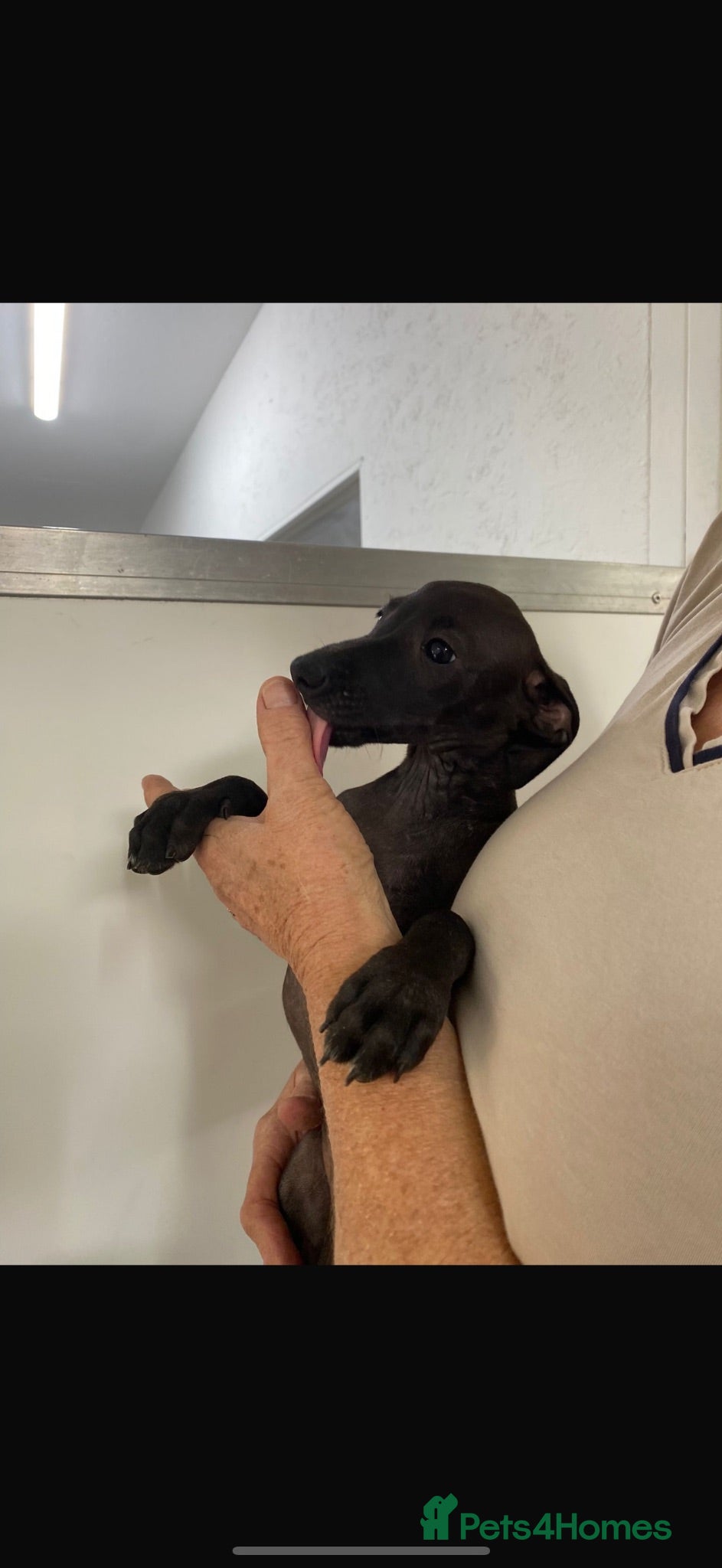 Italian Greyhound dogs 2 Italian greyhound puppies left!!  - Advert 2