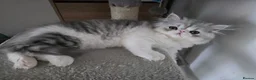 Persian cats for sale: Adorable Silver Tabby Persian Kitten for Sale  - Advert 3