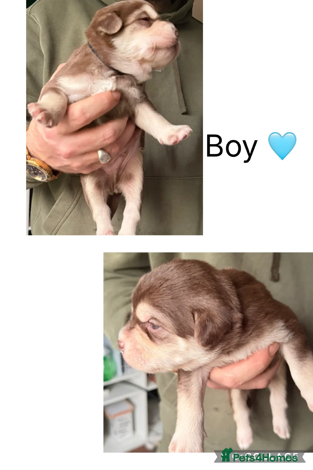 Mixed Breed dogs for sale: Shih-boodle - Advert 4