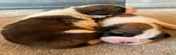 Saint Bernard dogs for sale: Saint Bernard‘s puppies - Advert 4