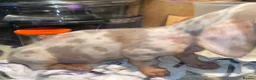 Miniature Dachshund dogs for sale: CHAMP🏆 MINI DACHSHUNDS 🇩🇪 Wir lieben Dachshunde - Advert 5
