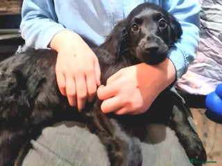 Cockapoo dogs 🩷Last little girl🩷All Essentials Included🐶 - Advert 6