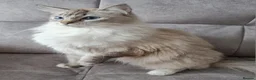Ragdoll cats for sale: DNA tested Ragdoll kittens  - Advert 13