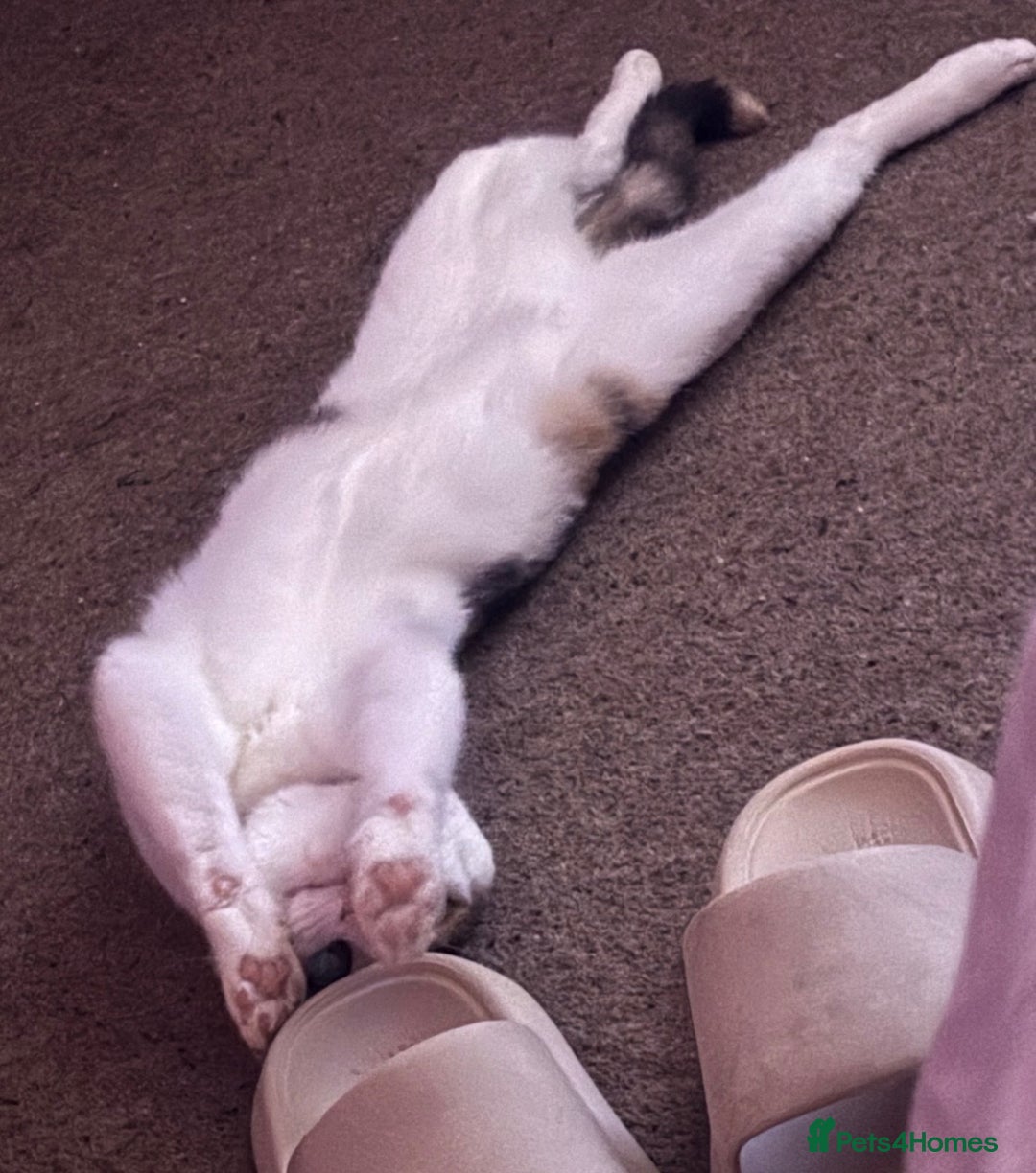 Domestic Shorthair cats for sale: 21 month old female cat  - Advert 9