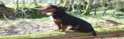 Cocker Spaniel dogs for stud: Health Tested Black & Tan W/Cocker Spaniel Stud in Totnes - Advert 10