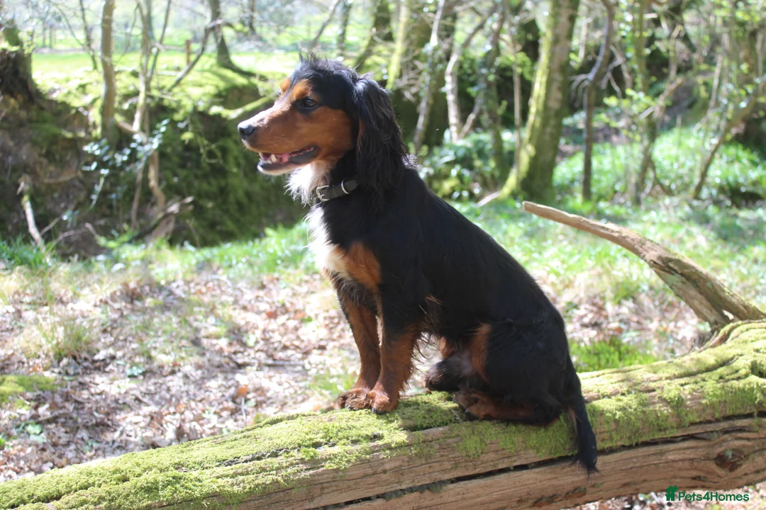 Cocker Spaniel dogs for stud: Health Tested Black & Tan W/Cocker Spaniel Stud in Totnes - Advert 10