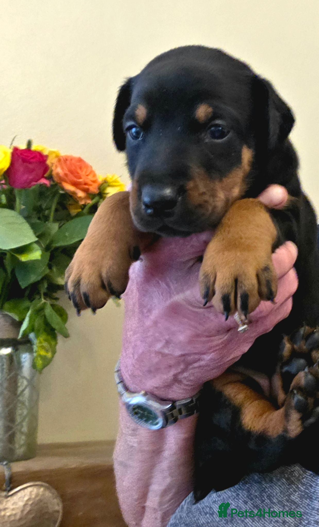 Dobermann dogs Fantastic KC Dobermann Puppies  - Advert 2