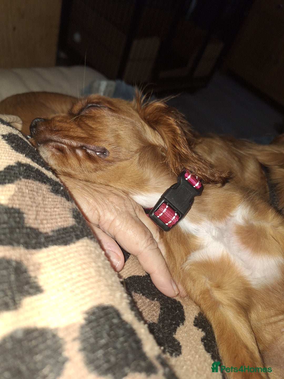 Cavalier King Charles Spaniel dogs for sale: Ruby red cavalier girl - Image 4