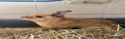 Mixed Breed rabbits for sale: Beautiful female rabbit  - Advert 4
