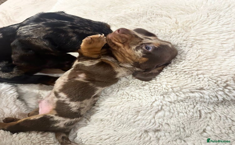 Miniature Dachshund dogs - Advert 14