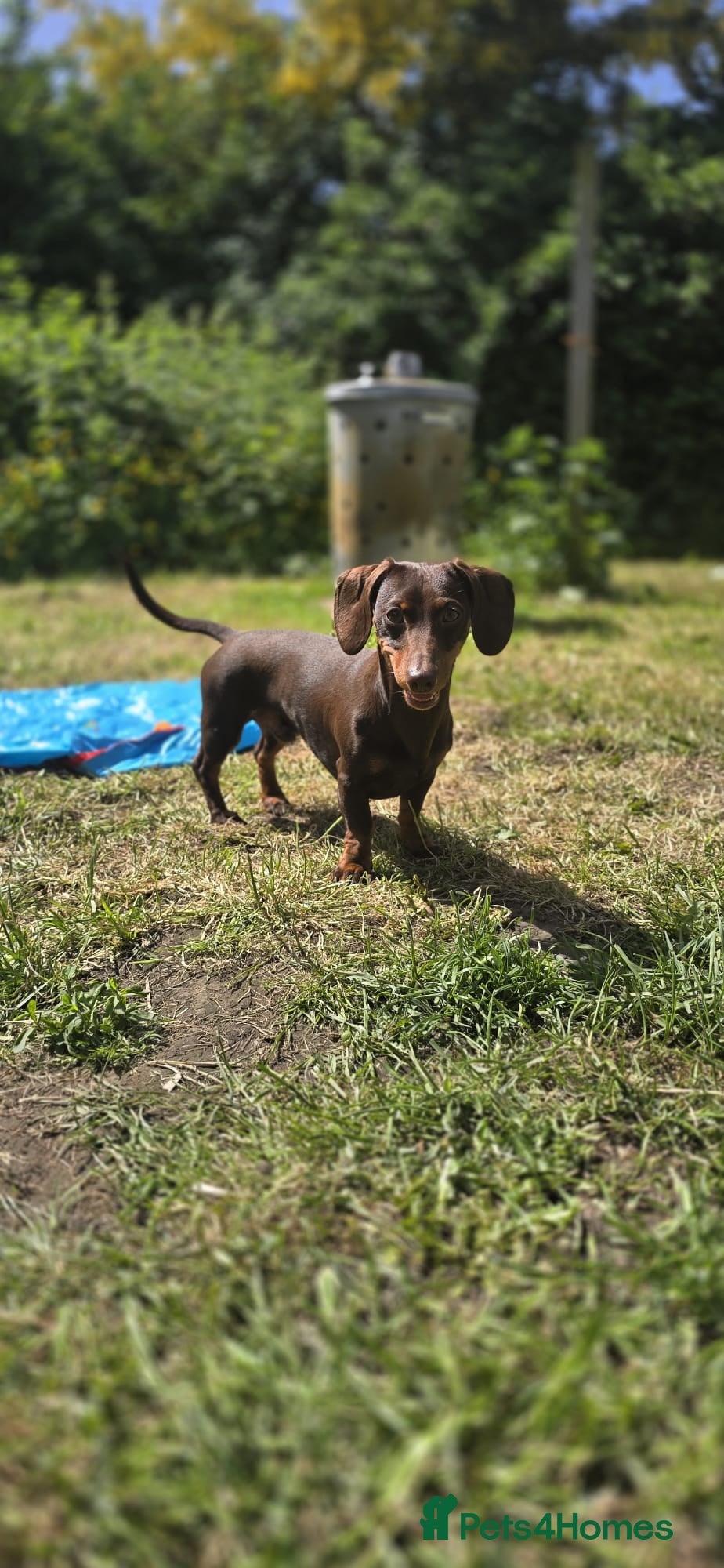 Miniature Dachshund dogs for sale: Long haired mini Dachshund chocolate/tan pointers in Sheffield - Advert 12