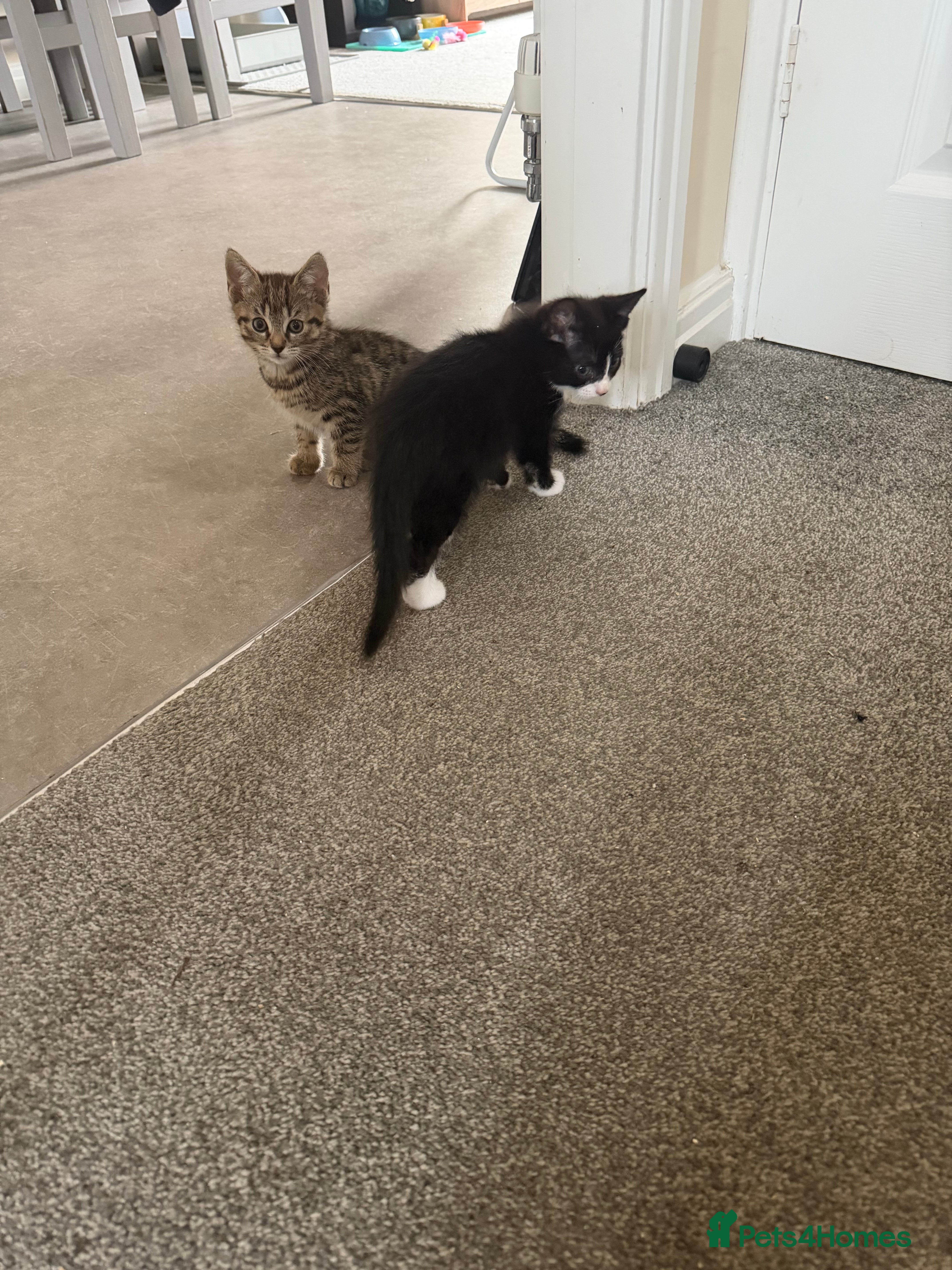 Mixed Breed cats Black and white girl and Tiger girl - Advert 2