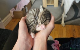 Mixed Breed cats for sale: Gorgeous Half ragdoll kittens - Image 3