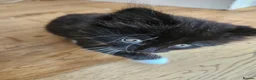 Mixed Breed cats for sale: Fluffy kittens Looking for Loving Homes  - Advert 8