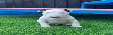 English Bull Terrier 2
