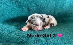 Australian Shepherd dogs for sale: Beautiful Australian Shepherds  - Image 11