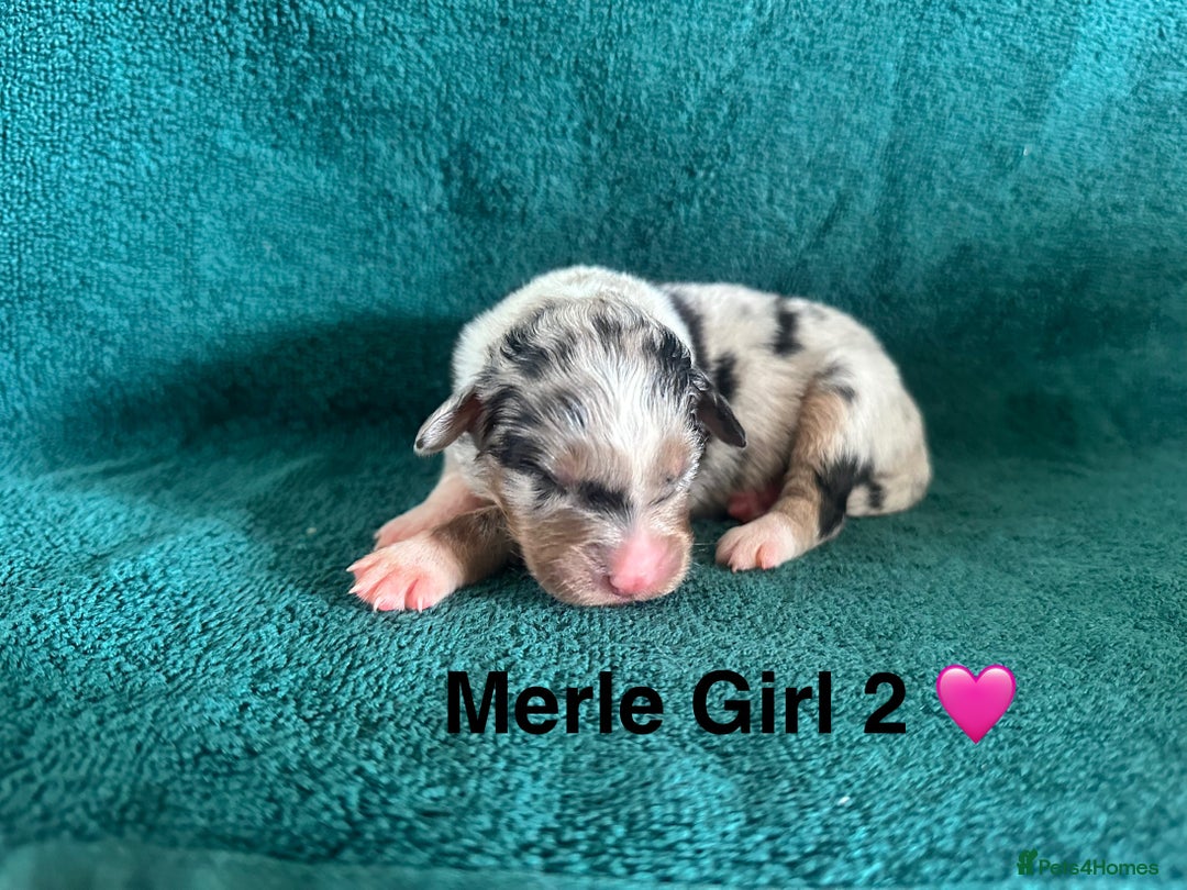 Australian Shepherd dogs for sale: Beautiful Australian Shepherds  - Image 11