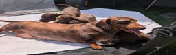 Miniature Dachshund dogs for sale: 🐾 Beautiful Miniature Dachshund Puppies 🐾 - Advert 12