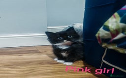 Mixed Breed cats for sale: Beautyfull fluffy kittens ragcoon - tuxedo cross  - Image 14