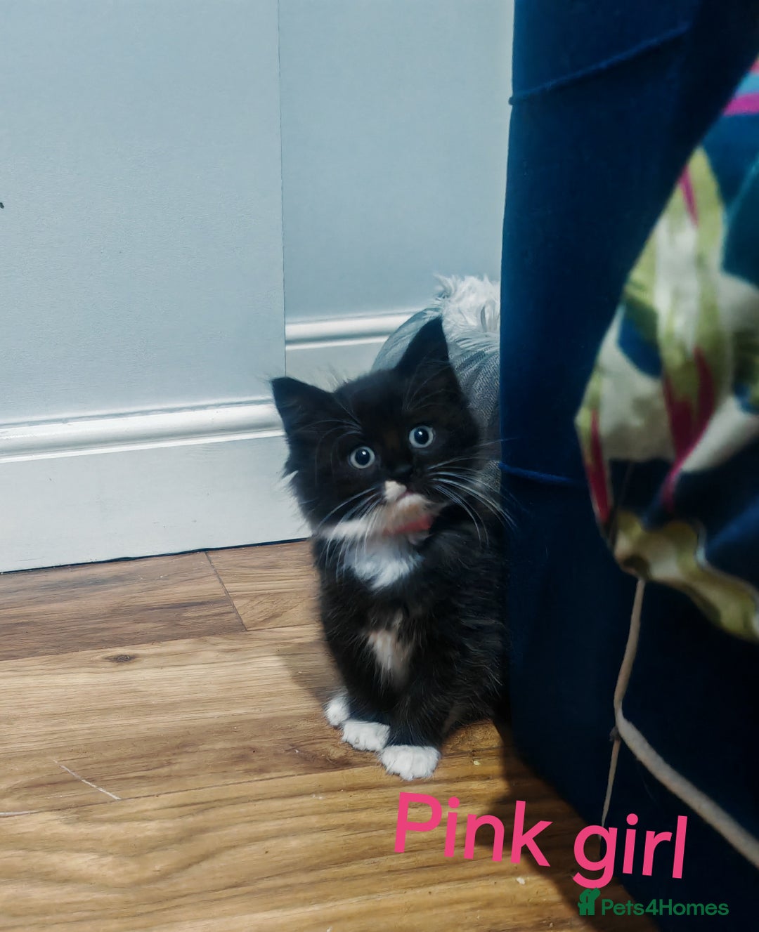 Mixed Breed cats for sale: Beautyfull fluffy kittens ragcoon - tuxedo cross  - Image 14