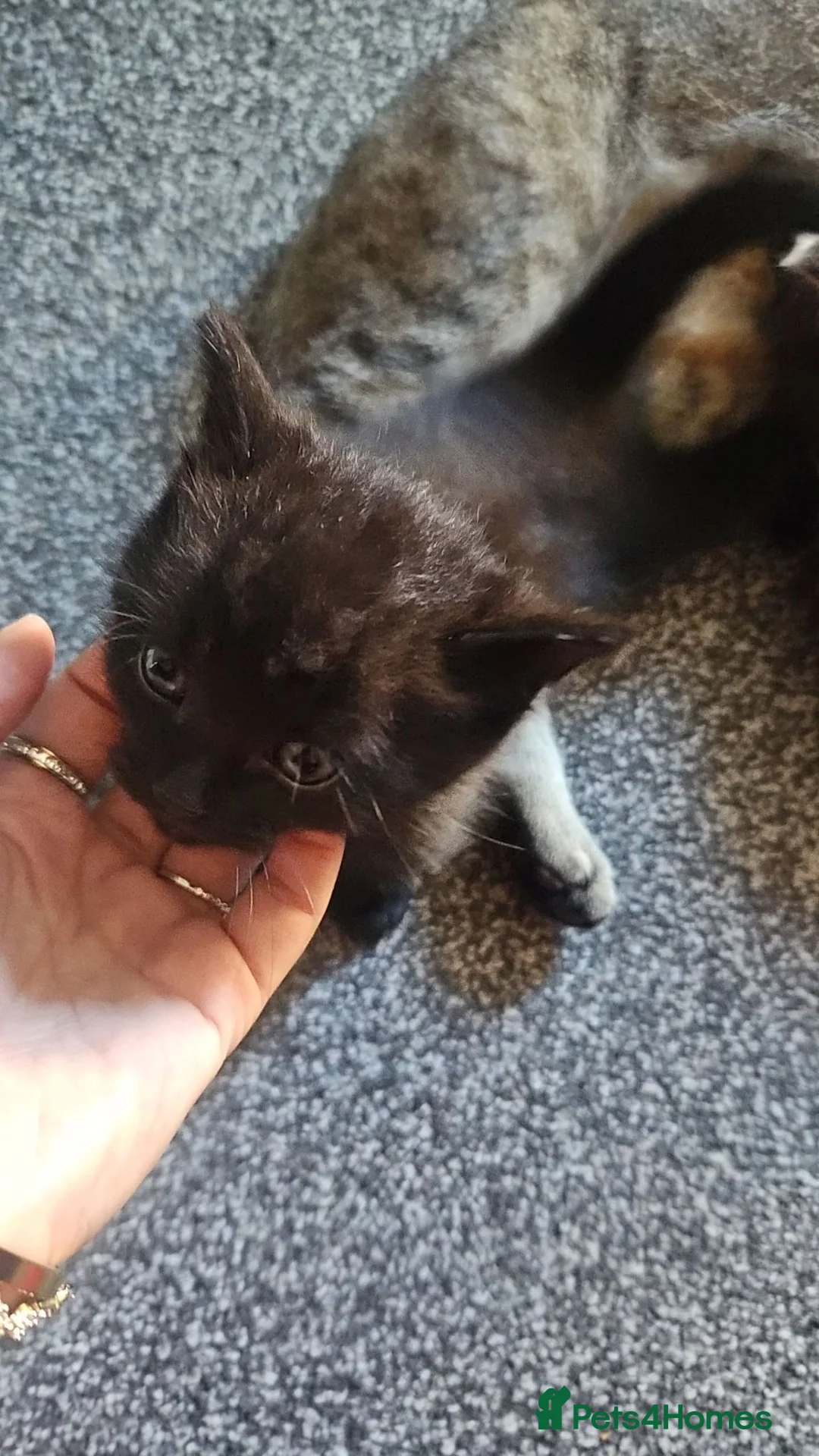 Mixed Breed cats for sale: 3 Gorgeous Kittens for Sale in Derby - Advert 12