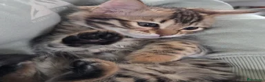 Bengal 1