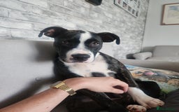 Mixed Breed dogs for sale: For sale  - Image 3