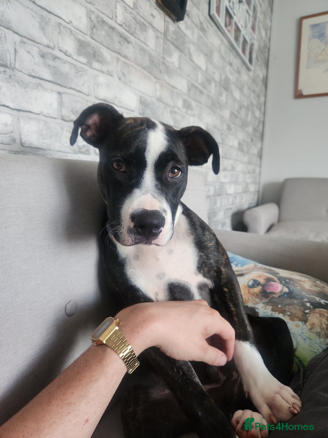 Mixed Breed dogs for sale: For sale  - Image 3