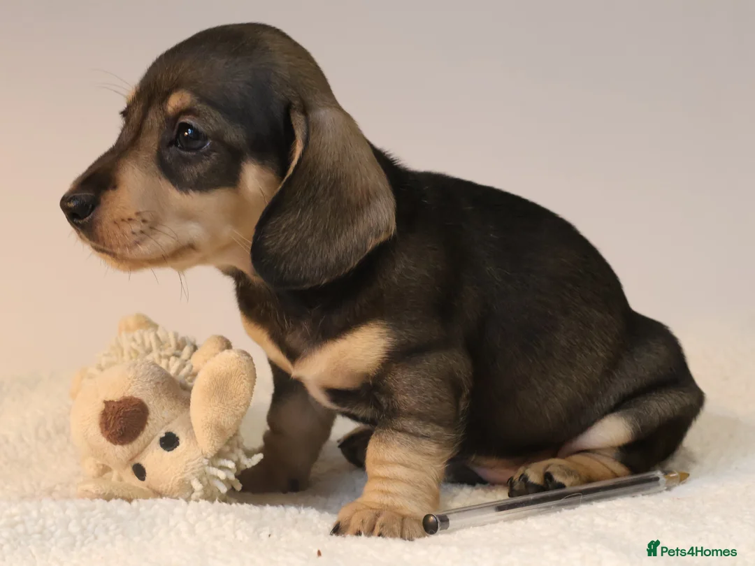 Miniature Dachshund dogs for sale: 5*Licensed+KC+PRAclear+VETchecked+Chocolate&Cream - Advert 24