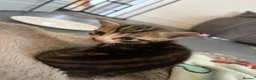 Mixed Breed cats for sale: KITTENS FOR SALE BRYNMAWR  in Ebbw Vale - Advert 7