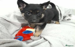German Shepherd dogs for sale: BEAUTIFUL SABLE GERMAN SHEPHERD PUPS - Image 31