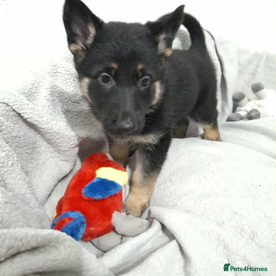 German Shepherd dogs for sale: BEAUTIFUL SABLE GERMAN SHEPHERD PUPS - Image 31