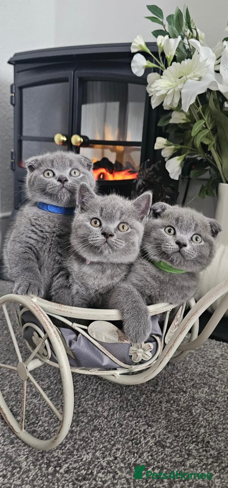 Scottish Fold cats 3 Beautiful Scottish Fold And Straight Ear Kittens - Advert 1