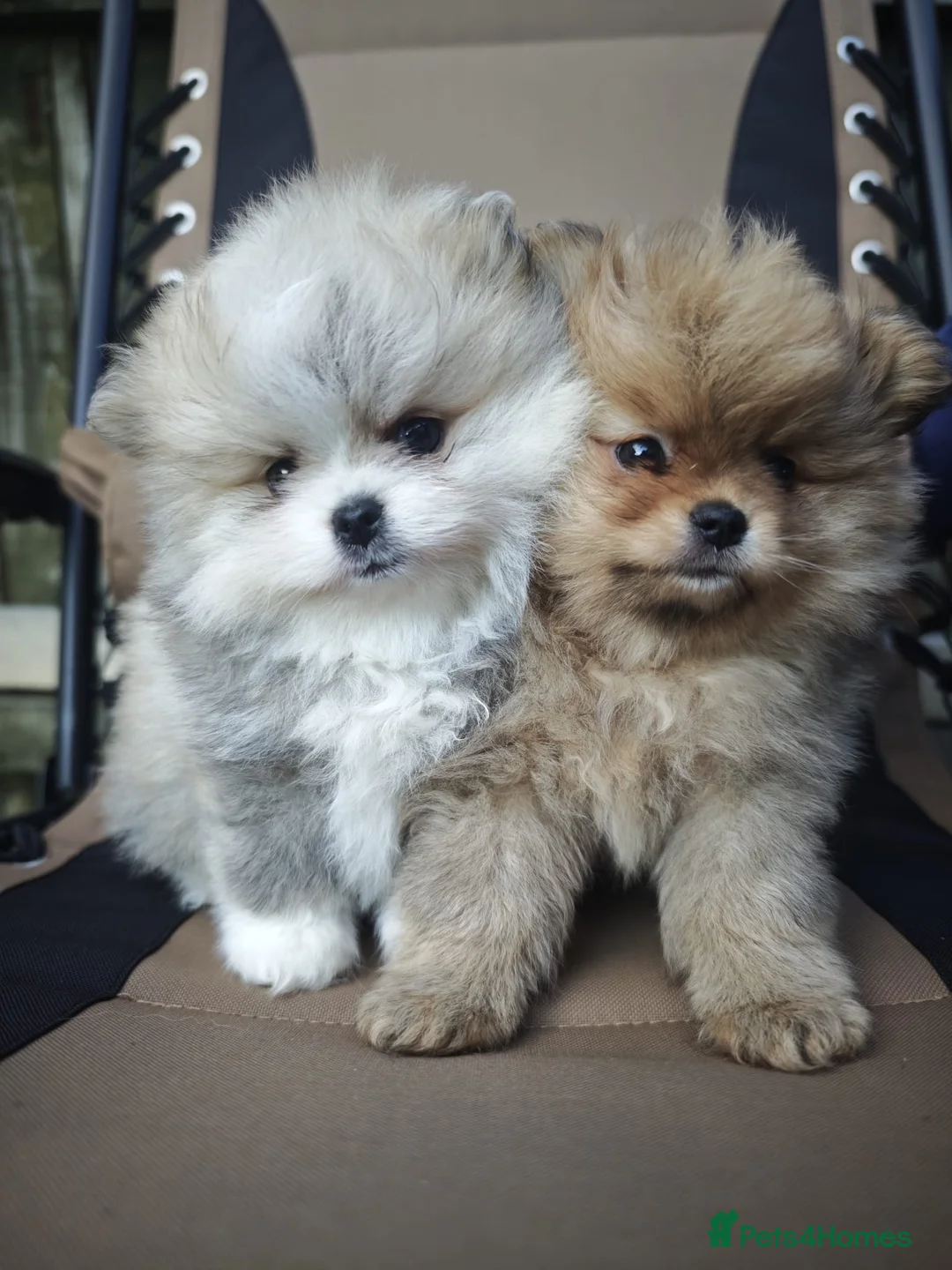 Pomeranian dogs for sale: KC  **  Pure Pomeranian,Teddy Bear Type - Advert 1