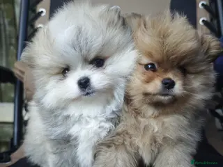 Pomeranian dogs KC ** Pure Pomeranian,Teddy Bear Type - Advert 17