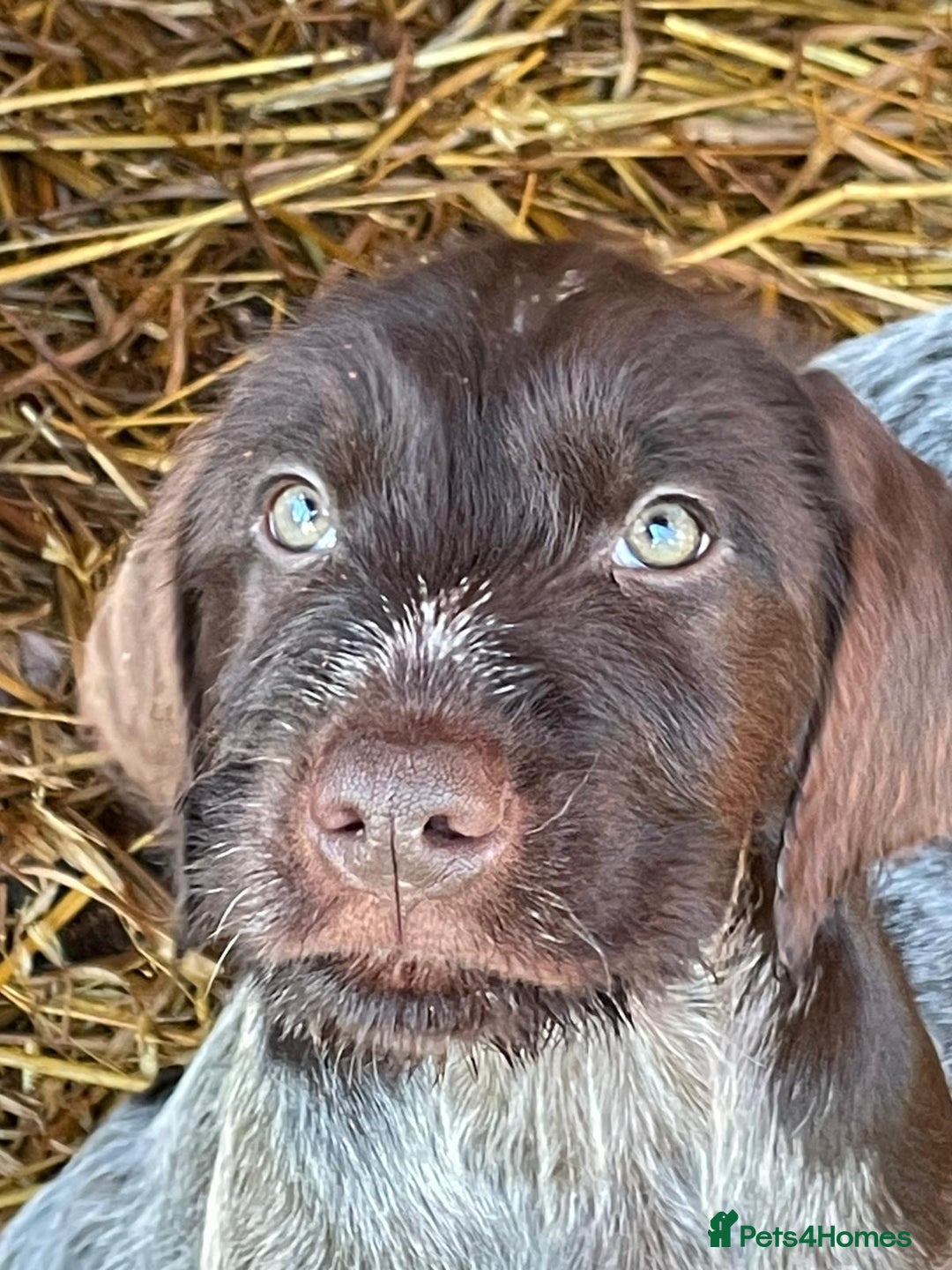 Mixed Breed dogs for sale: German pointer griffen pointer cross - Advert 5