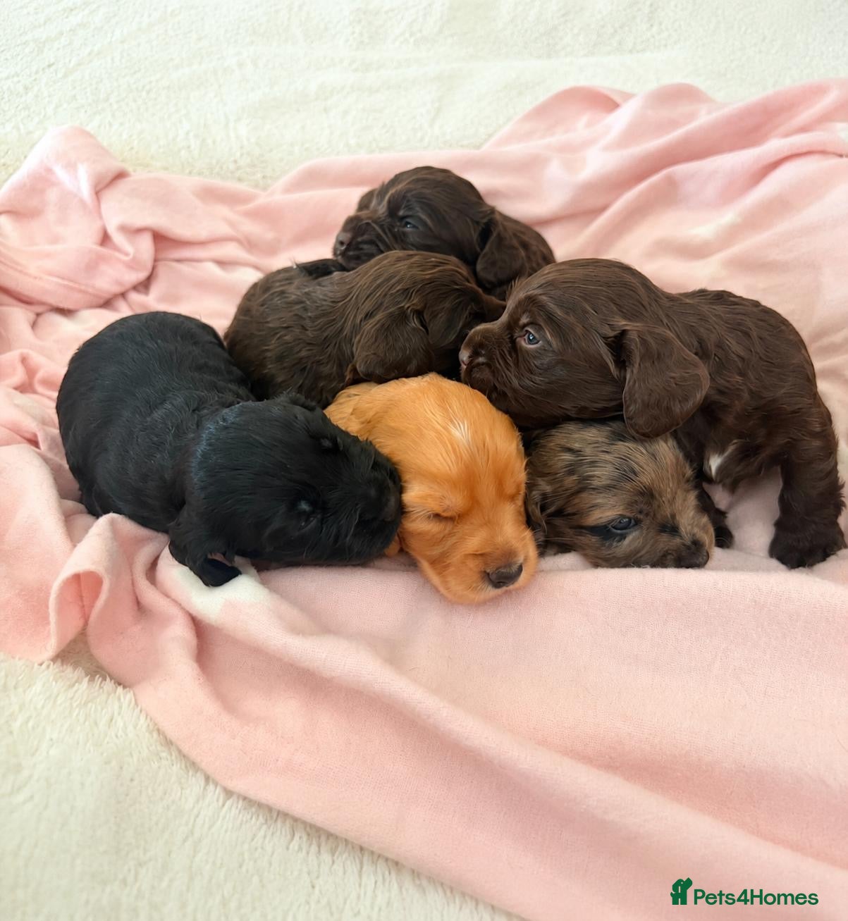 Cocker Spaniel dogs Beautiful cocker spaniel puppies 🐶 - Advert 1
