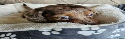 Miniature Dachshund dogs for sale: Beautiful Miniature Dachshund Puppies - Advert 5