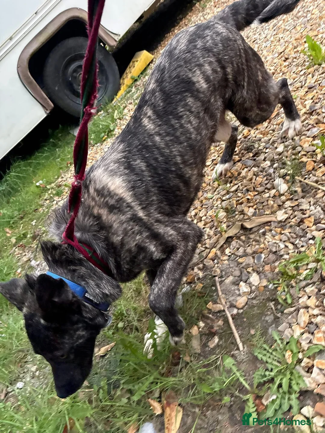 Mixed Breed dogs for adoption: Jasper - Norwich Norfolk  - Advert 2