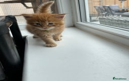 Maine Coon cats for sale: 1 boy is now available and 2 cream girls   - Image 24