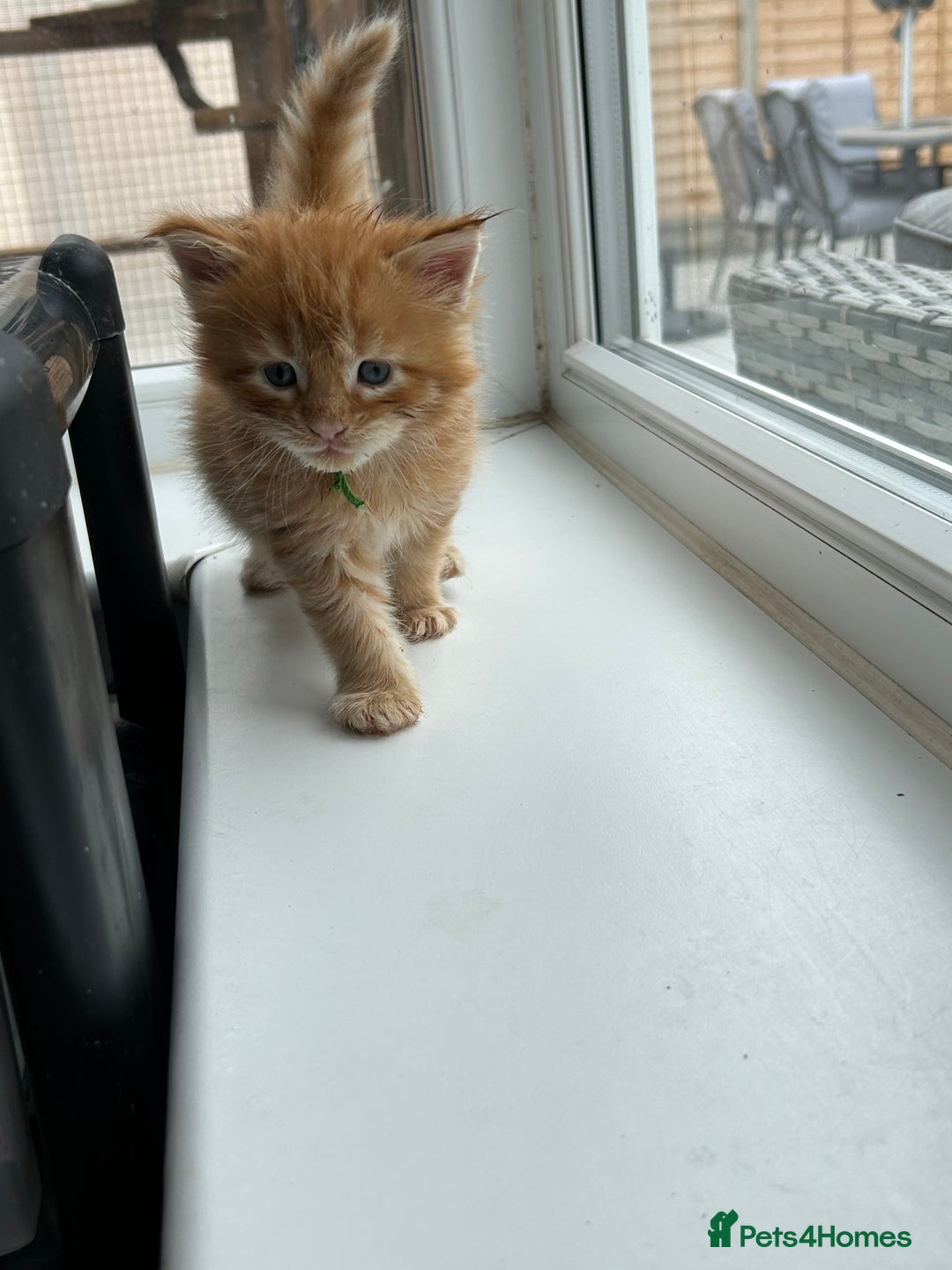 Maine Coon cats for sale: 1 boy is now available and 2 cream girls   - Image 24