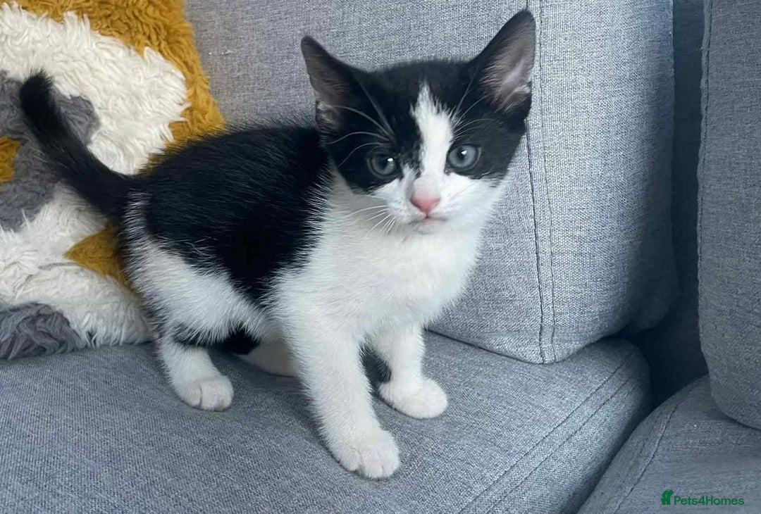 European cats for sale: Kittens ready to go - Advert 2