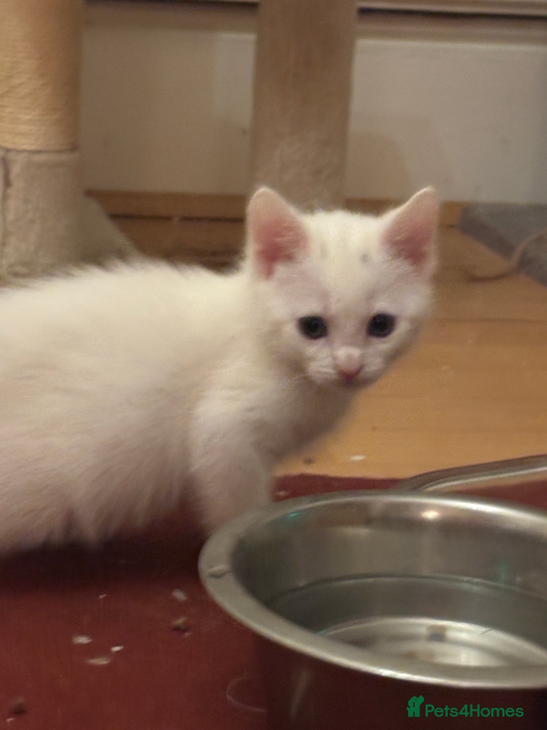 Mixed Breed cats for sale: 7 white kittens READY ASAP - Advert 25